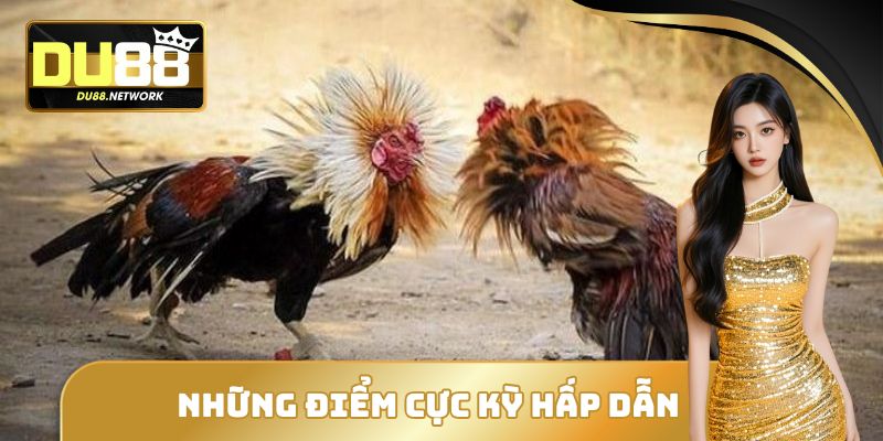 Những điểm cực hấp dẫn tại đá gà trực tiếp DU88