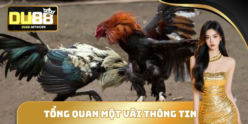 Sảnh cược đổi thưởng đá gà trực tiếp DU88 cực uy tín 