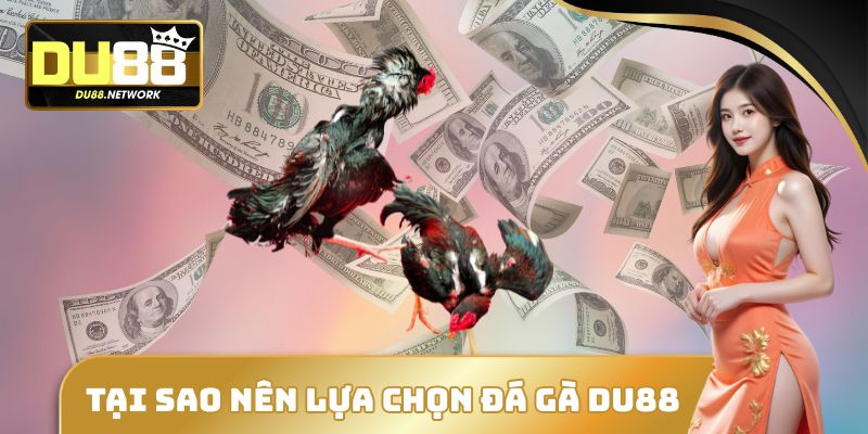 Đá Gà DU88 - Thể Thao Máu Lửa Thu Hút Đông Đảo Hội Viên 4 Tại sao nên lựa chọn đá gà DU88